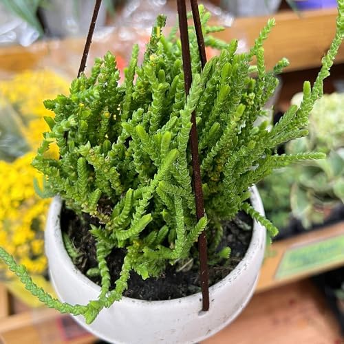 Sprout N Green Watch Chain, Live Crassula muscosa Succulent Plant Fully Rooted in 4" Pot, Home Office Indoor Outdoor Wedding Decoration DIY Projects Party Favor, Easy to Care, Keep Away from Pets - Image 3
