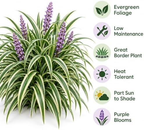 10 Variegated Liriope Live Plants Monkey Grass Liriope (10 Pack) - Image 3