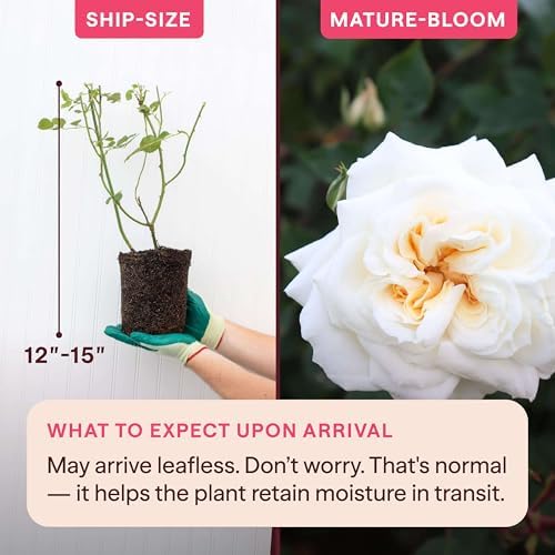 Heirloom Climbing Roses, Live Own Root Plant, White Cap - Image 2