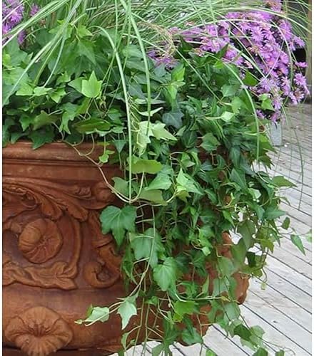 American Plant Exchange English Ivy – Live 4-Inch Potted Trailing Vine, Fast-Growing Air-Purifying Houseplant, Easy-Care Indoor & Outdoor Climbing Ivy for Hanging Baskets - Image 3
