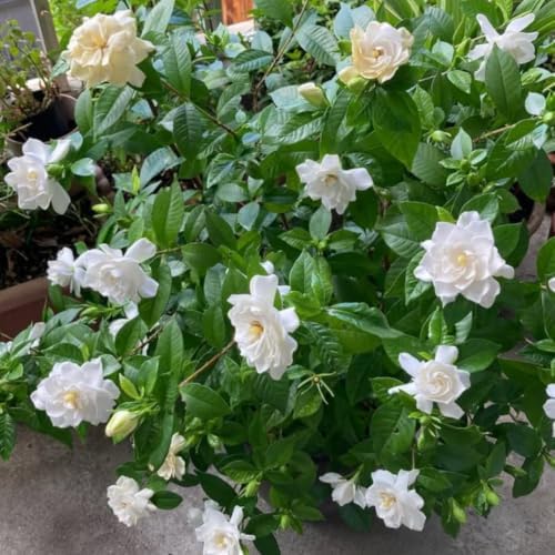 2 Frostproof Jasmine Live Plants, Fragrant Flowering Shrubs, 4-6" Tall - Image 5