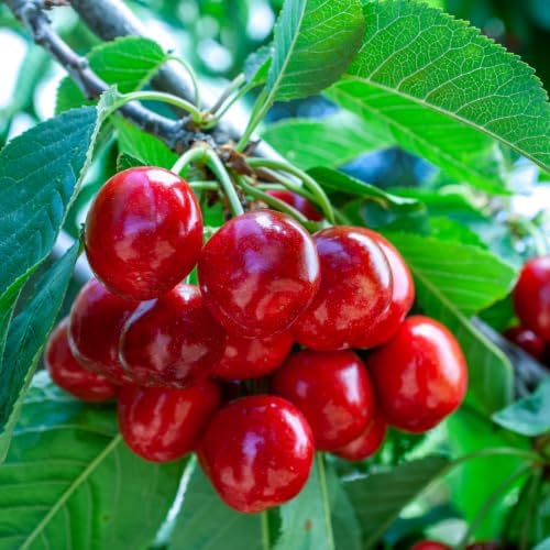 Random Sweet Cherry Tree Live Plant, Cold Hardy Cherry Tree, 1.5-2.5 Ft - Image 3