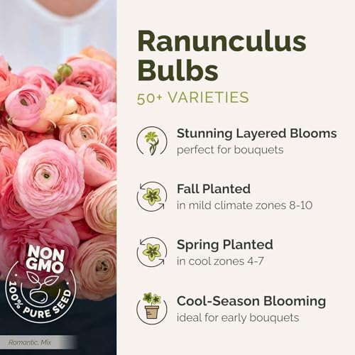 Eden Brothers Ranunculus Bulbs - Chocolate - Image 4