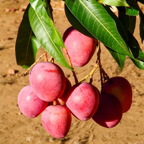 Red Purple Mango Tree Live Plant, Outdoor Garden Fruit Tree, 10-16'' Tall - Image 2