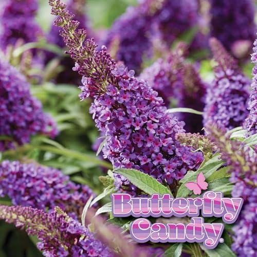 Perfect Plants Li'l Grape Butterfly Bush, 1 Gallon, Live Plant - Image 5