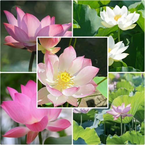 10Pcs Lotus Seeds for Planting in Water Aquatic Plants for Ponds, Bonsai - Image 7