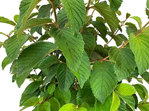 Shasta Doublefile Viburnum, Live Deciduous Flowering Shrub, 3 Gallon - Image 3