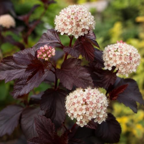 2 Live Ninebark Shrub Plant, 12-18" Tall in 2.5 Inch Pot, Easy to Grow, Resilient Flowering Foliage for Garden Rows and Landscapes - Image 5