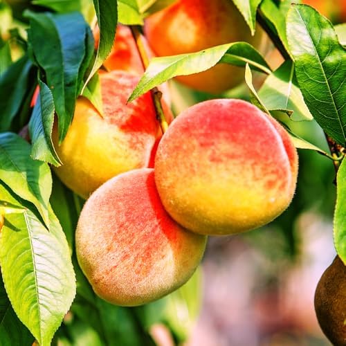 Belle of Georgia Peach Tree, 2 Trees - Image 2
