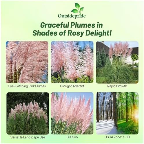Outsidepride Pink Pampas Grass Seeds – 2,000 Pcs. Perennial, Drought-Tolerant Ornamental Grass for Large Garden Borders, Privacy Landscaping, Xeriscaping, and Low-Maintenance Outdoor Spaces - Image 2