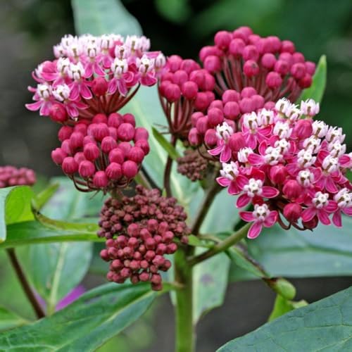 2 Mix Milkweed Live Plants, Flowering Plant, 4-7 Inch Tall - Image 6