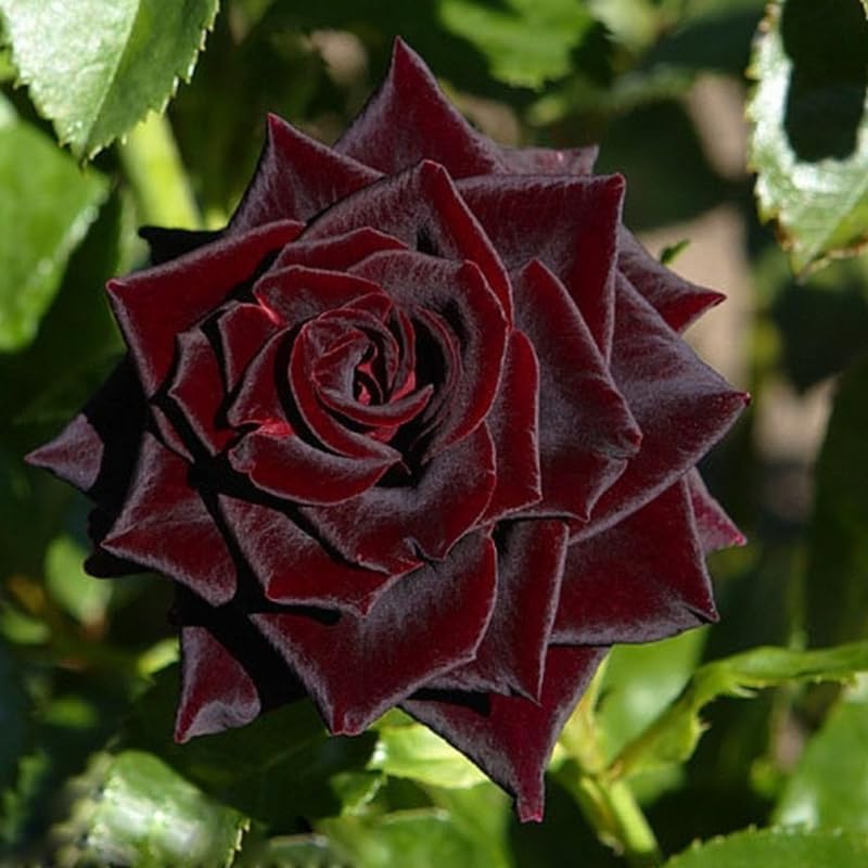 Black Red Rose Climbing Live Starter Plant, Fragrant Rose Trellis 5-9" Tall - Image 5