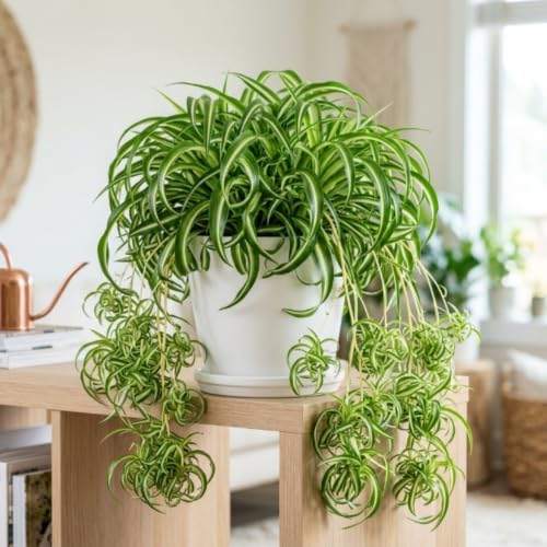 Curly Spider Plant, Desk Shelf Plant, 4-6 Inch Tall, 4 Inch Pot - Image 4