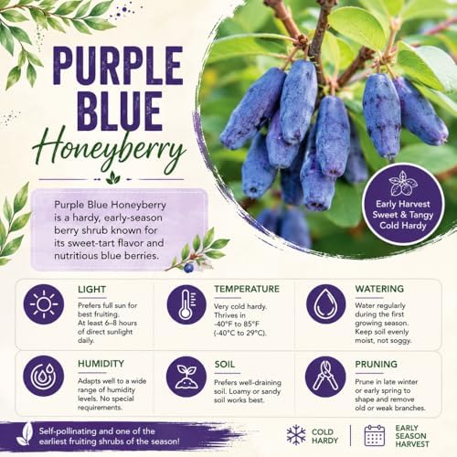 Blue Honeyberry Plant Live, Haskap Berry Fruit Tree, 4-6 Inch Tall - Image 2