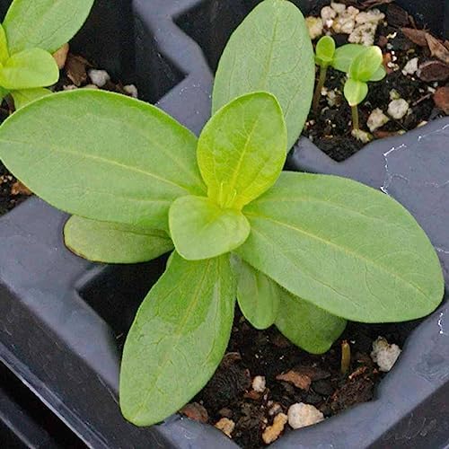 Seed Needs Thumbelina Zinnia Seeds to Plant Cut Flowers - 5 Packs - Image 5