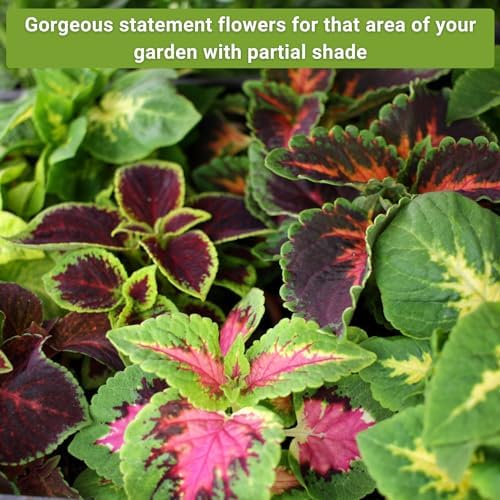 Sow Right Seeds - Part Shade Flower Seed Collection for Planting Garden - Image 4