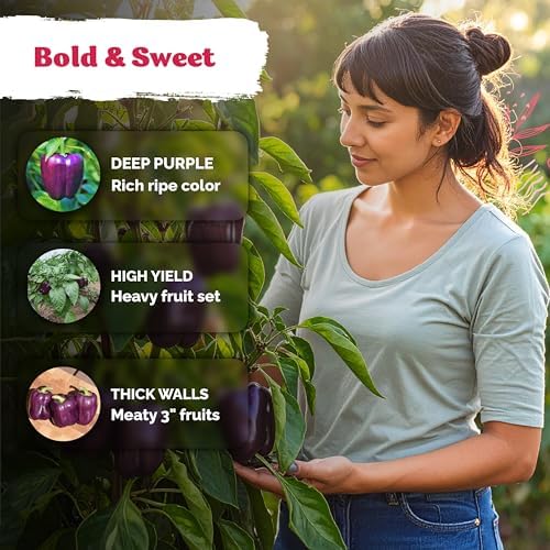 75 Purple Beauty Sweet Pepper Heirloom Vegetable Seeds, Capsicum Annuum - Image 4