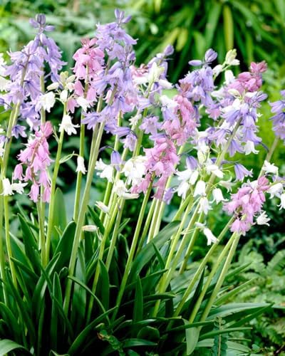 Votaniki Spanish Bluebell Mixture - Perennial Spanish Bluebells (Wood Hyacinth) Bulbs for Planting | Spring Flowering Bulbs, Bell Shaped Flowers - Easy to Grow (12 Pack) - Image 3