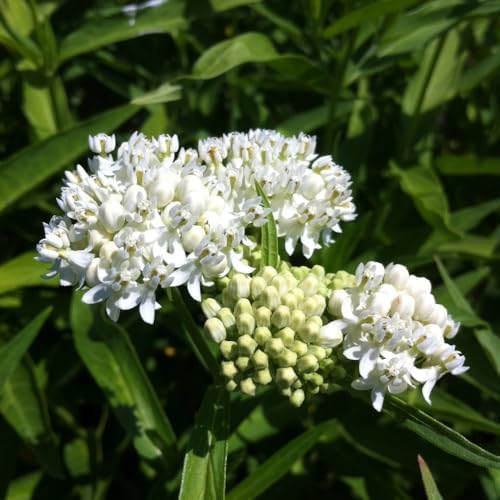 2 White Milkweed Live Plants, Flowering Plant, 4-7 Inch Tall - Image 4