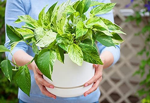 American Plant Exchange Marble Queen Pothos – Live 6-Inch Pot, Bright Green Trailing Vine, Easy-Care Air Purifying Houseplant for Hanging Planters, Shelves & Indoor Home or Office Décor - Image 3