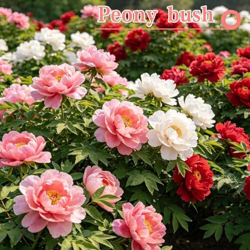 Peony Seeds, Mixed Colors Perennial Garden Flower Fragrant Blooms, 50 Seeds - Image 3