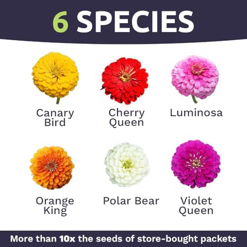 Zinnia Seeds - California Giants Mix - Large 1 Ounce Packet - 3,000 Flower Seeds - Mixed Colors and Large Blooms (Pack of 3) - Image 4