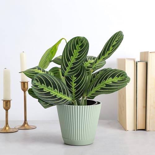 Live Lemon Lime Prayer Plant, Pet Friendly, Easy to Grow, 4" Pot - Image 2