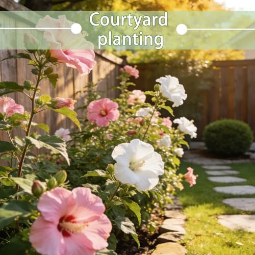 Confederate Rose Seeds, Color-Changing Hibiscus, White to Pink to Red Bloom - Image 5