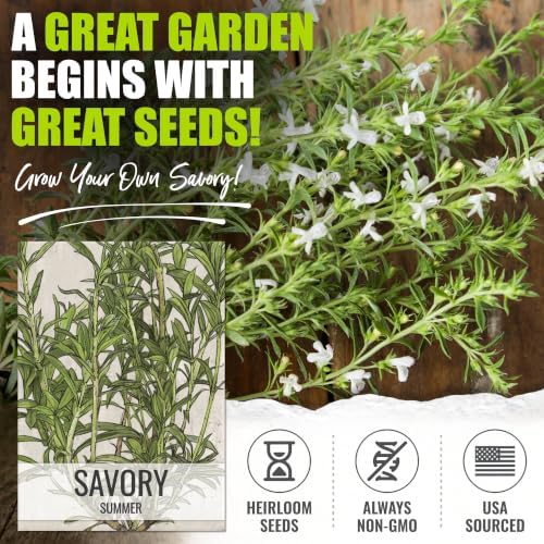 Seed Needs Summer Savory Seeds to Plant Non-GMO & Heirloom Herbs XL Pack - Image 2