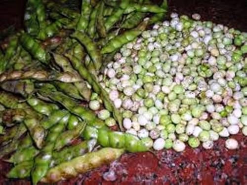 Live Pigeon Pea Plants, 5 Pack, Heirloom Vegetable Seedlings for Garden, Cajanus Cajan - Image 2