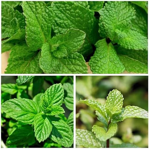 Seed Needs Spearmint Seeds to Plant an Herb Garden - 1 Pack - Image 3