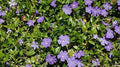 50 Creeping Myrtle Periwinkle Vinca Minor Vines - Fast-Growing Evergreen Ground Cover Plant with Dark Green Foliage and Light Blue Flowers by Unknown