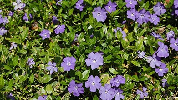50 Creeping Myrtle Periwinkle Vinca Minor Vines - Fast-Growing Evergreen Ground Cover Plant with Dark Green Foliage and Light Blue Flowers by Unknown