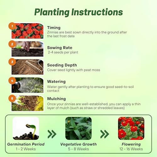 Outsidepride Berry Tart Zinnia Seeds - 1000 Pcs Annual, Heat & Drought Tolerant Flower Seeds for Planting w/Vibrant Blooms for Pollinator Gardens & Floral Arrangements - Image 4