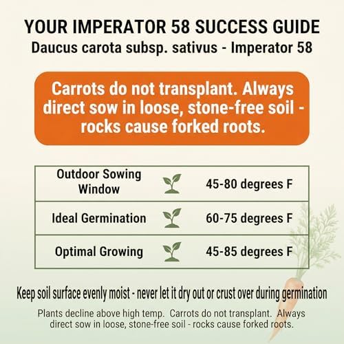 1000 Imperator 58 Carrot Seeds for Planting - Long Sweet Crisp Heirloom, Non-GMO, USA Grown by RDR Seeds - Image 3