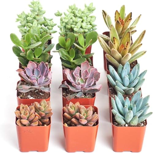 Shop Succulents Assorted Succulent Plant Pack Collection - Live Mini Succulent Plants, Low Maintenance, Mixture of Colors & Textures - Wedding and Party Favors, Gift & Garden, Pack of 12 - Image 2