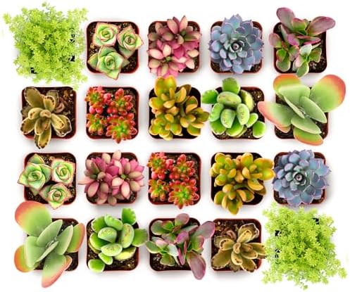 Shop Succulents - Live Endless Summer Mini Succulent Plants, 20 Pack by ShopSucculents