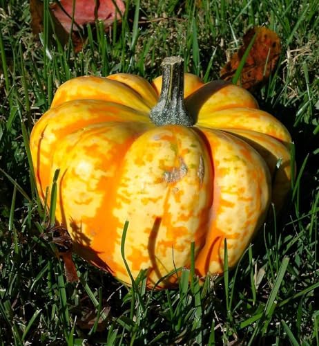 Carnival Squash Seeds - 90+ Count - For 2026 Planting Festival Celebration Delicata Acorn Pumpkin Sweet Dumpling Fall Vegetable Grow Your Own Home Farm Patio Healthy Sustainable Living - Image 5