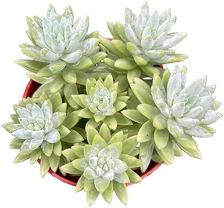 Blue Burrito Sedeveria Live Succulent Plant, Fully Rooted, 4 Inch Pot - Image 3