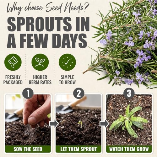 Seed Needs Rosemary Seeds to Plant Non-GMO Heirloom Culinary Herbs XL Pack - Image 5