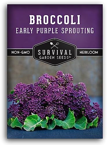 Early Purple Sprouting Broccoli Seeds for Planting (1 Pack) by SurvivalGardenSeeds