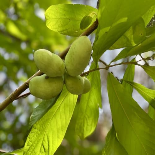 Paw Paw Tree Seedlings, 1 gal Nursery Pot, 2 Trees - Image 3