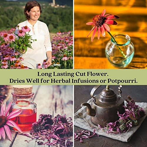 Clovers Garden Purple Coneflower (Echinacea Purpurea) Plants – Two (2) Live Plants – Non-GMO - Not Seeds - Each 4" to 8" Tall – in 4" Inch Pots – Hardy Flowering Perennial, Pollinator Favorite - Image 6
