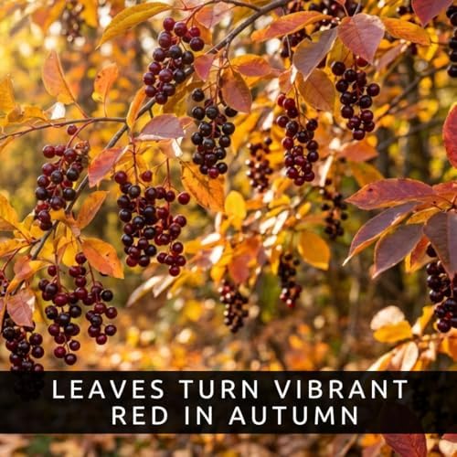 3 Chokecherry Tree Live Plants (Prunus virginiana) – Hardy Native Fruit Shrub – Edible Dark Red Berries – Fast Growing Outdoor Landscaping Plant – Well Rooted Ft Starter Plant - Image 5