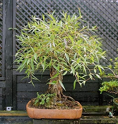 Willow Bonsai Tree Bundle - 4 Types of Exotic Willow to Bonsai - Dragon Claw, Chinese Weeping, Austraulian, Yellow Flame - Image 4