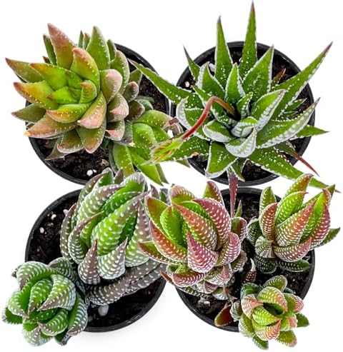 Live Succulent Plants (4 Pack Haworthia Varieties), Fully Rooted - Image 2
