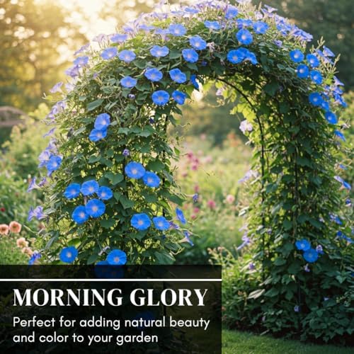 Blue Morning Glory Climbing Vine | 100 Seeds to Plant | Beautiful Flowering Vine - Image 6