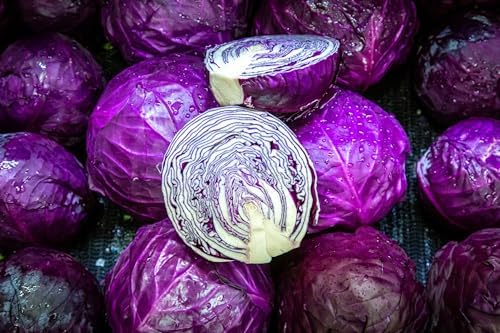 Red Acre Cabbage Seeds for Planting – Plant & Grow Heirloom Red Acre Cabbage in Home Outdoor Vegetable Garden, Brassica oleracea VAR. capitata– 3 Packets - Image 3