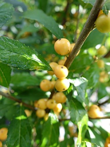 Proven Winners - Ilex verticillata Berry Heavy Gold (Winterberry) Shrub, gold berries, #2 - Size Container - Image 3