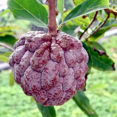 Big Sugar Apple Live Fruit Tree Tropical Plantae 2'-3' feet - Image 3